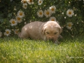 GruenRasen_3043