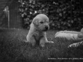 Arabella3439_SW