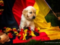 Rot_Alice_3973